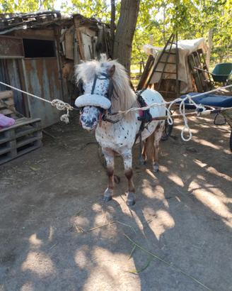 Pony maschio