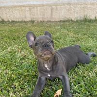 Cucciola di bulldog francese blu