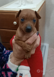 Maschio Pinscher