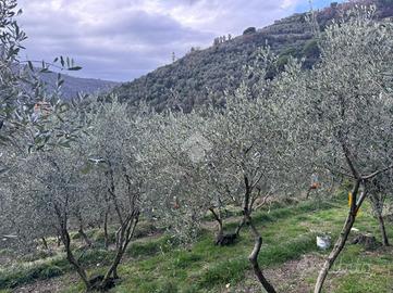 TER. AGRICOLO A CHIAVARI