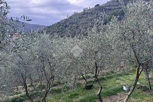 TER. AGRICOLO A CHIAVARI