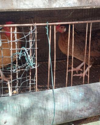 Vendita galline