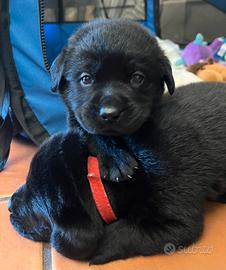 Labrador cuccioli