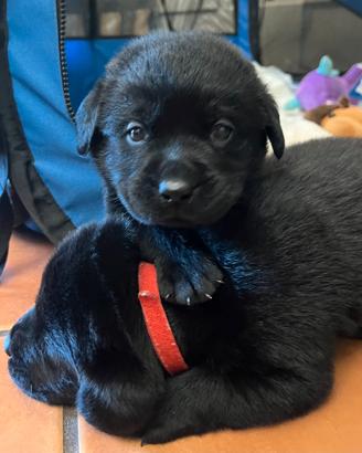 Labrador cuccioli
