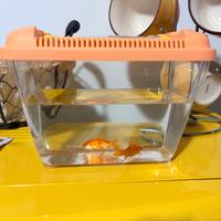 Pesci Rossi Carassius auratus