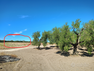 Terreno adiacente centrale enel