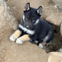 Cuccioli di husky Agouti
