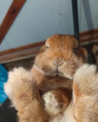 Coniglietti Ariete Minilop