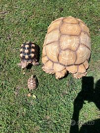 Tartarughe Centrochelys Sulcata