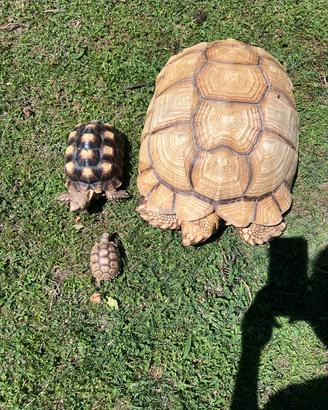 Tartarughe Centrochelys Sulcata