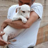 Cuccioli futura taglia media