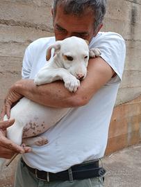 Cuccioli futura taglia media