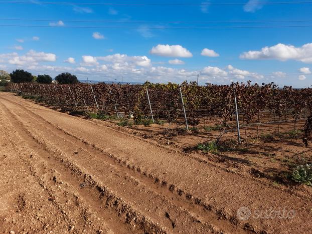 Terreno agricolo