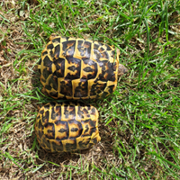 Testudo hermanny coppia giovane subadulte