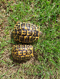 Testudo hermanny coppia giovane subadulte