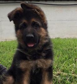 Pastore tedesco femmine