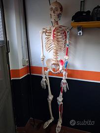 scheletro anatomico 