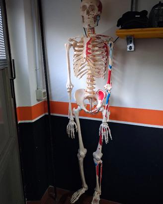 scheletro anatomico 