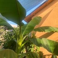 Pianta di Banano