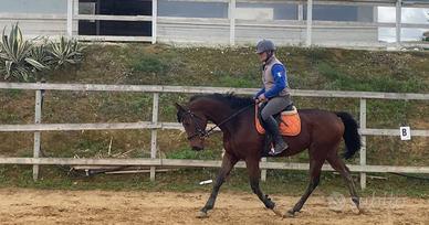 Cavalllo da maneggio