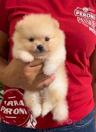 Spitz tedesco nano (Pomerania)