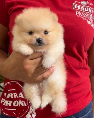Spitz tedesco nano (Pomerania)