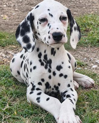 Dalmata cucciolo disponibile