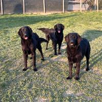 Cuccioloni Flat Coated Retriever