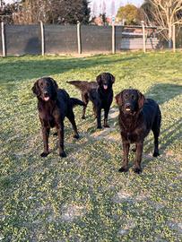 Cuccioloni Flat Coated Retriever