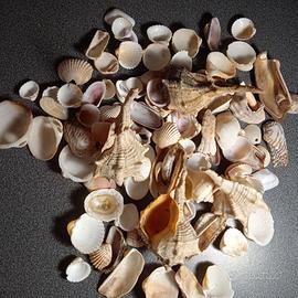 Conchiglie decorative marine e non