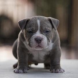 American Bully: Combo ABKC x Exotic - Nascita 07/0