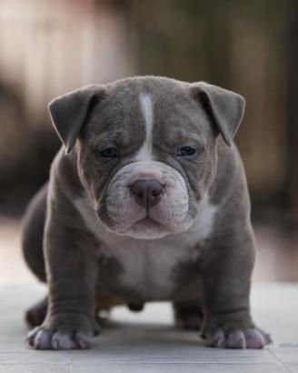 American Bully: Combo ABKC x Exotic - Nascita 07/0