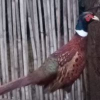 Fagiano mongolia maschio