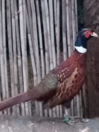 Fagiano mongolia maschio