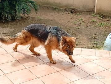 Pastore tedesco femmina