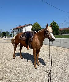 Cavalla