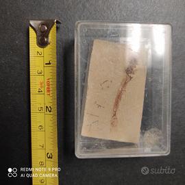 Fossile pesce
