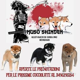Cuccioli shiba inu selezionati