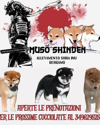 Cuccioli shiba inu selezionati