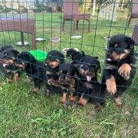 Cuccioli Rottweiler