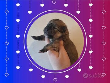 Spitz Pomerania nani