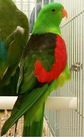 Parrochetto ali cremisi maschio