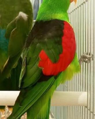 Parrochetto ali cremisi maschio