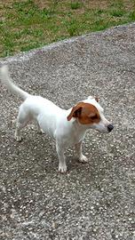 Jack russell