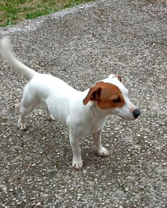 Jack russell
