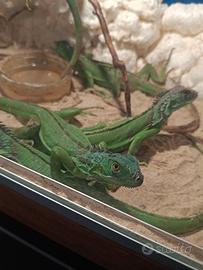 Iguana baby