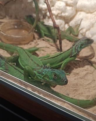 Iguana baby