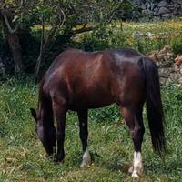 Pony castrone 7 anni 148cm per brevetto
