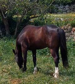 Pony castrone 7 anni 148cm per brevetto