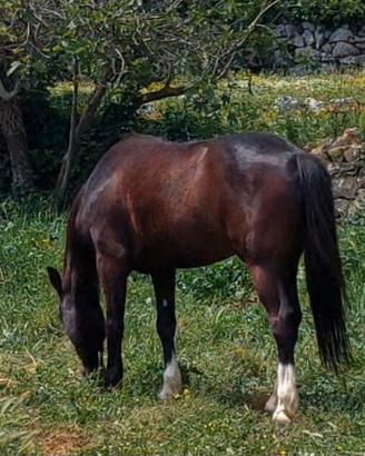 Pony castrone 7 anni 148cm per brevetto